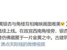 故宫银杏叶什么时候变黄？最佳观赏时间一览