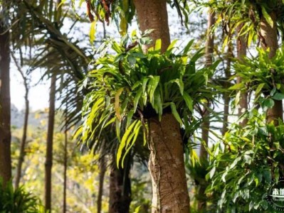 深圳仙湖植物园中秋有什么活动