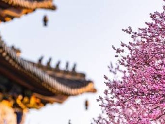 参观南京梅花山买什么门票