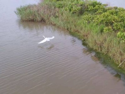 珠海黄茅海大桥红树林湿地公园什么时候开放