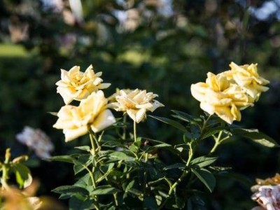 香蜜公园月季花什么时候开?花期及具体位置