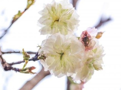 仙湖植物园樱花开啦(具体位置+图片+花期+交通)
