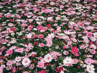 惠州哪里有格桑花海?