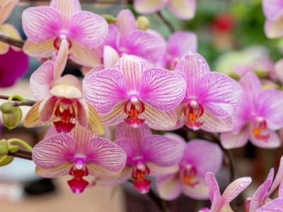上海年宵花买什么?