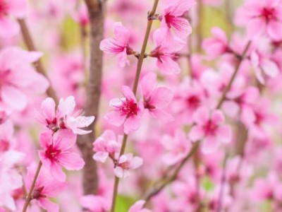 2025天津3月赏花攻略
