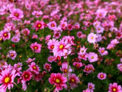 惠州最近可以赏什么花?附地点+花期(持续更新 )