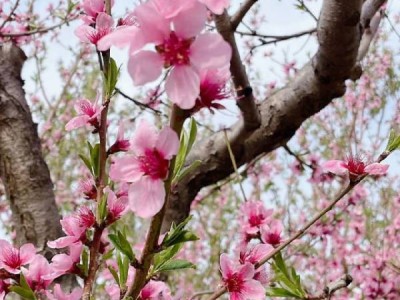 青岛环秀湖体育休闲公园赏花看点