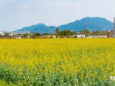 深圳油菜花什么季节开(几月份)