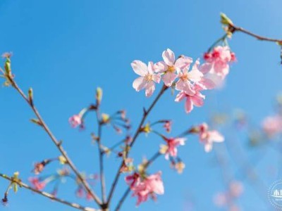 深圳三洲田樱花什么时候开花