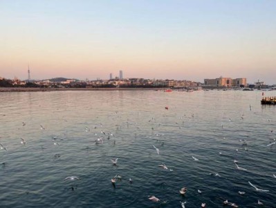 2024青岛栈桥现在有海鸥吗？