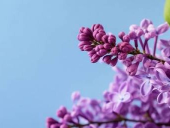 2025年哈尔滨丁香花开放时间