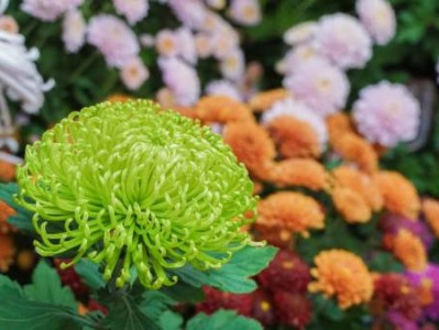 济南趵突泉菊花展2024年时间