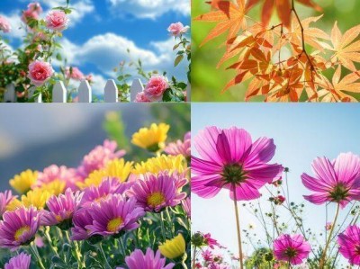 昆明十月开什么花?(地点+时间)