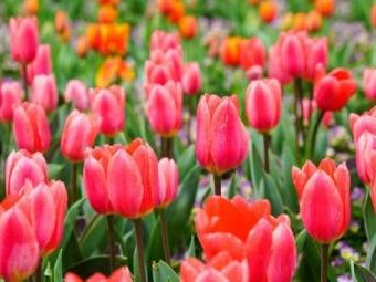 南京郁金香花期(附观赏地推荐)