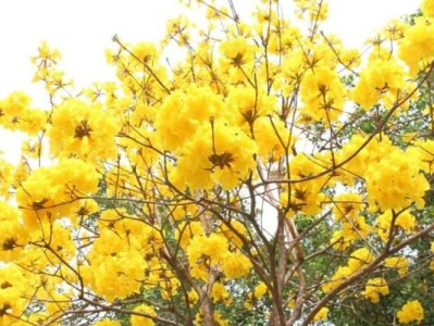 厦门天竺山黄花风铃木赏花攻略