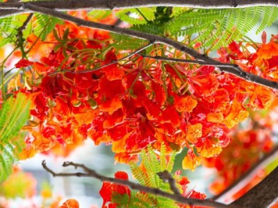 2025泉州5月有什么花?
