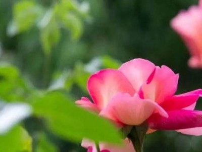 2025天津5月可以赏什么花?(附赏花地点)