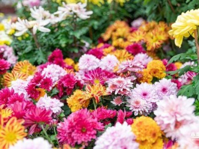 深圳东湖公园菊花展什么时候开始(时间)
