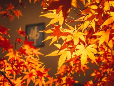 南京栖霞山红枫观景最佳时间是什么时候