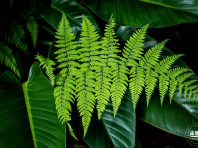 深圳仙湖植物园有什么植物