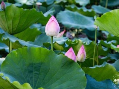 深圳观澜版画村荷花开了吗(花期+地址交通+门票)