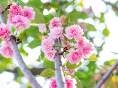 深圳樱花什么时候开花