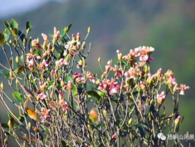 深圳梧桐山吊钟花花期(什么时候开)