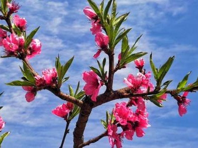 2025泉州3月可以看什么花?