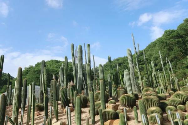 深圳仙湖植物园中秋有什么活动（5）