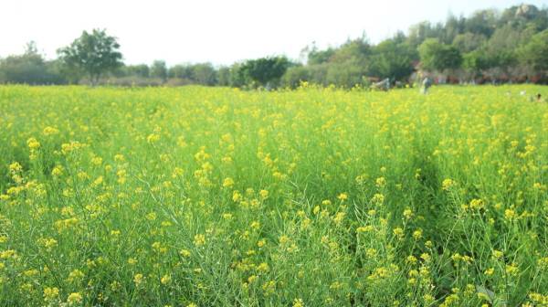 厦门翔安香山旅游全攻略（景点介绍、赏花、活动）（3）