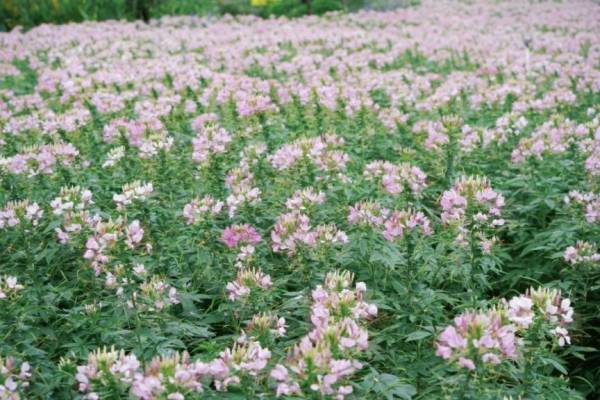 翔安香山花海开花时间表（持续更新）