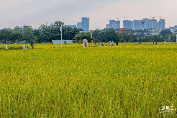 2024深圳欢乐田园国庆可以看花海吗（2）