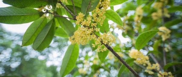 南京桂花什么时候开？赏桂花的地方有哪些？