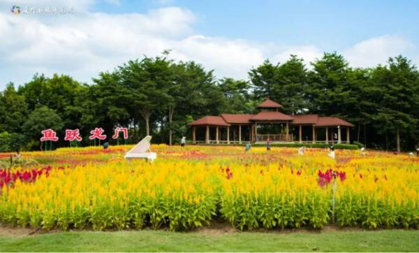 厦门全年赏花地图（什么花+去哪赏+什么时候去）（5）
