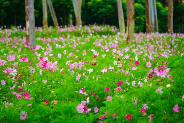 厦门全年赏花地图（什么花+去哪赏+什么时候去）（12）