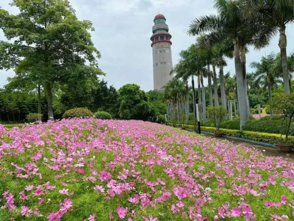厦门全年赏花地图（什么花+去哪赏+什么时候去）（10）