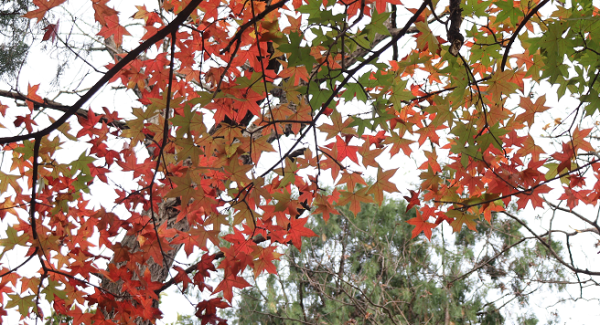 青岛八大关枫叶什么时候最美