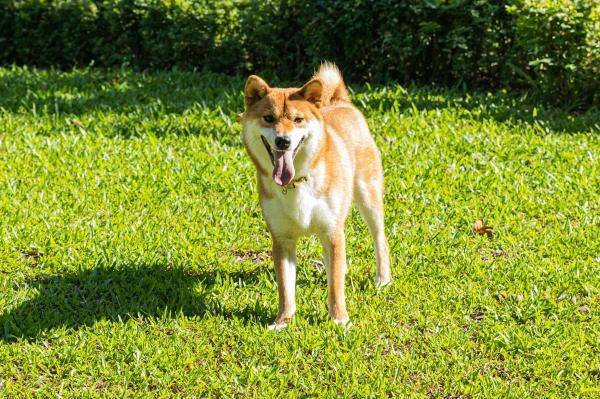 深圳宠物展会2024年时间表