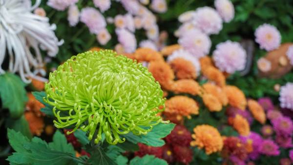 济南趵突泉菊花展2024年时间