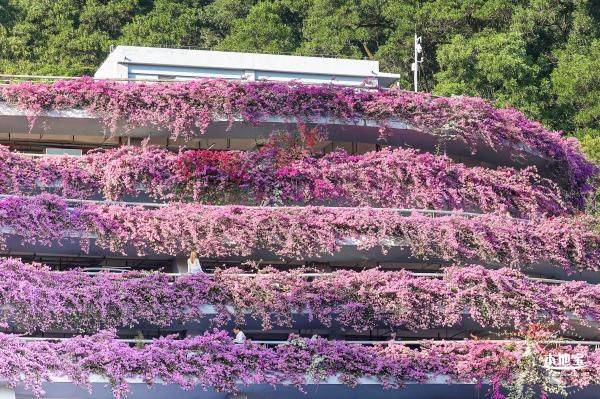 深圳仙湖植物园停车场簕杜鹃什么时候开花