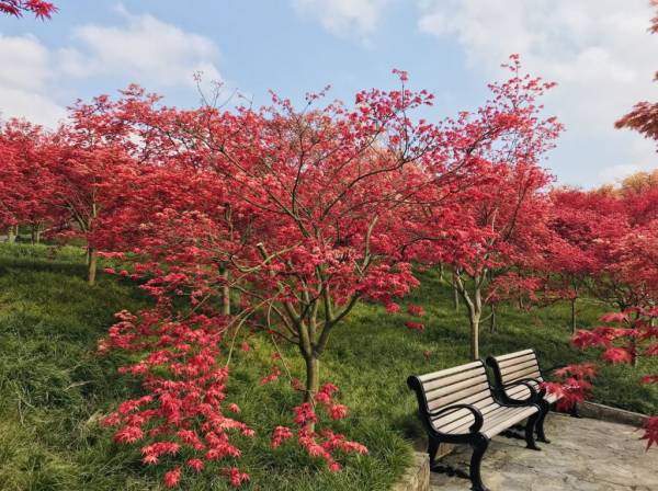 2024重庆南湖多彩植物园红叶什么时候开？