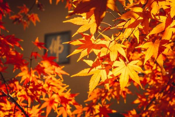 南京栖霞山红枫观景最佳时间是什么时候