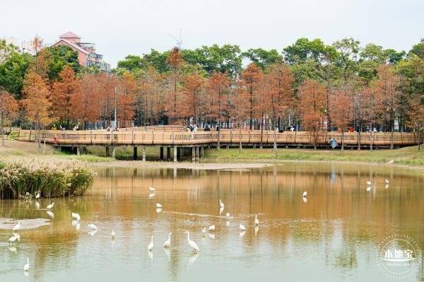 深圳莲花山公园落羽杉什么时候红(最佳观赏时间)