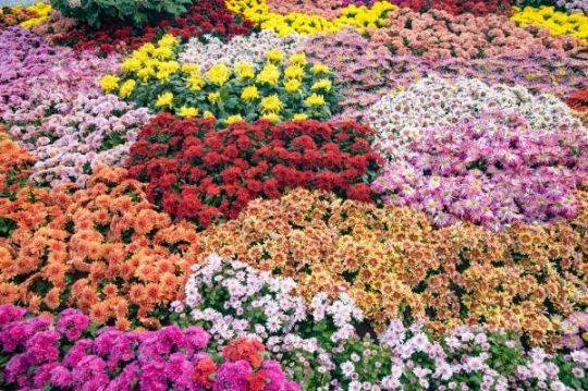深圳看菊花的地方2024