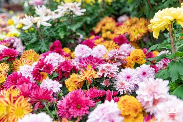 深圳东湖公园菊花展什么时候开始(时间)