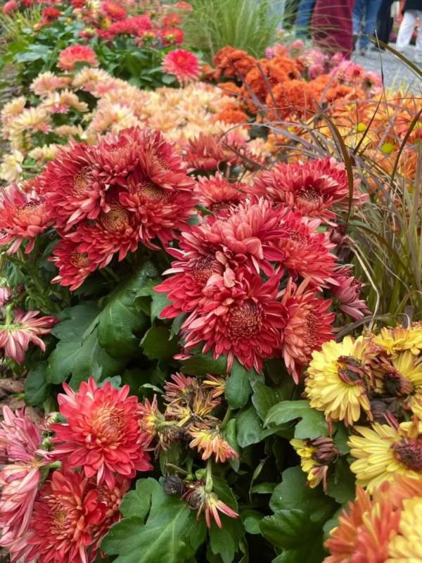 深圳仙湖植物园秋花集时间到什么时候结束