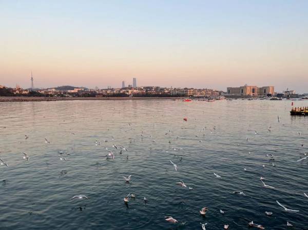 2024青岛栈桥现在有海鸥吗？