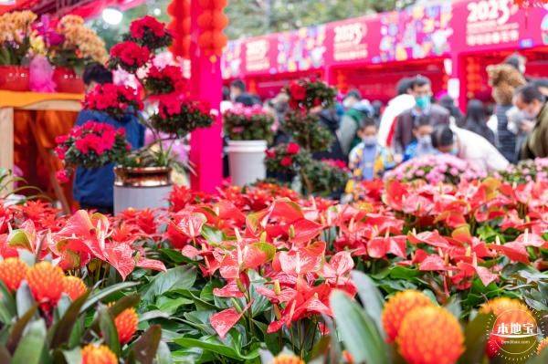 2025深圳爱国路花市有什么好玩好看好买的