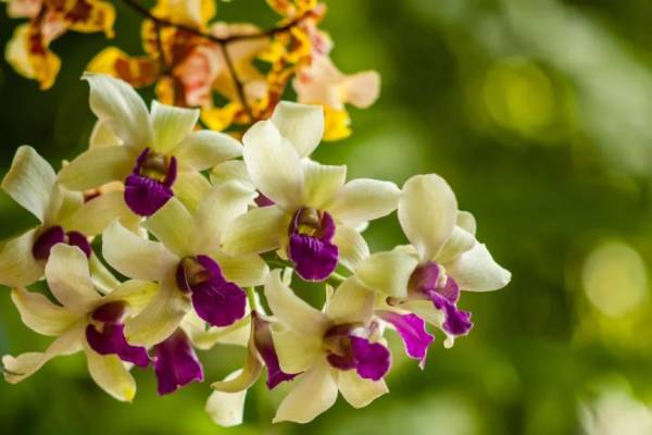 深圳迎春花市有哪些花(买什么好)