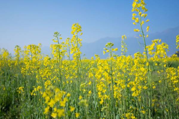 湘府路大桥油菜花攻略（在哪+什么时候开+怎么走）